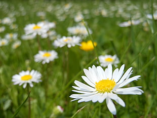 white Daisies selective focus photography