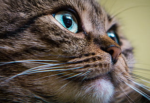 brown Tabby cat close-up photo HD wallpaper