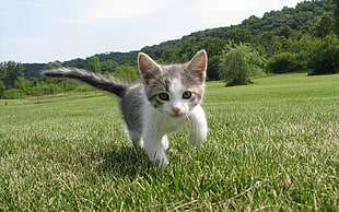 gray and white kitten, cat, animals