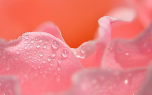 Petals,  Pink,  Drops,  Close-up HD wallpaper