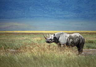 gray rhinoceros in green grass field during day time HD wallpaper
