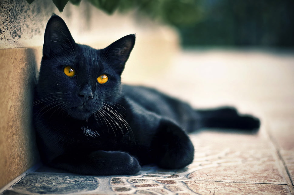 bombay cat laying near brown wall HD wallpaper