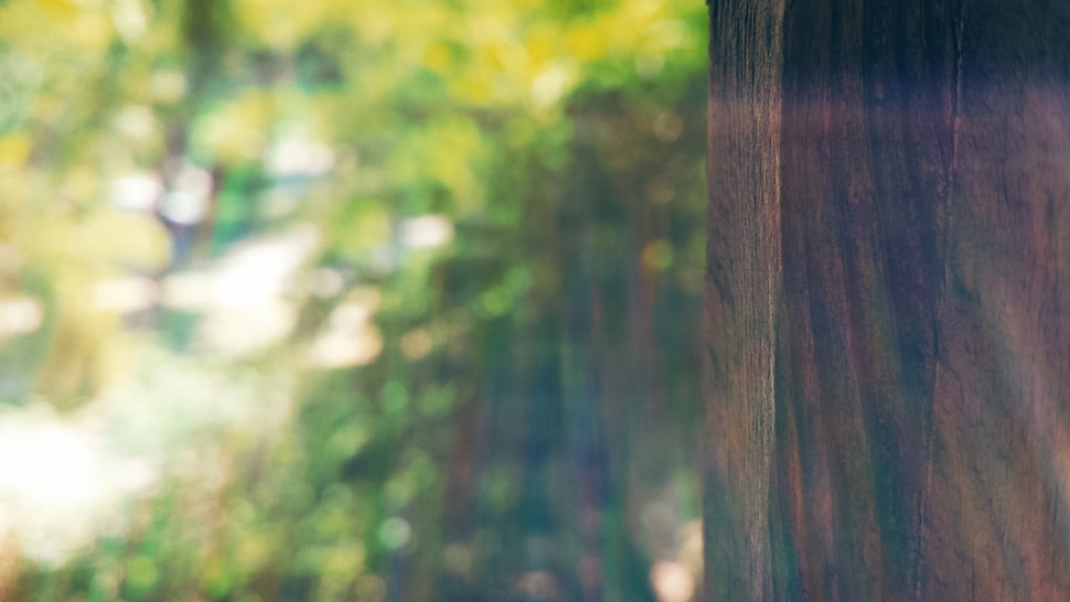 green leaf trees portrait HD wallpaper