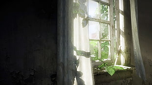 green plant near white curtain, The Last of Us, window, video games