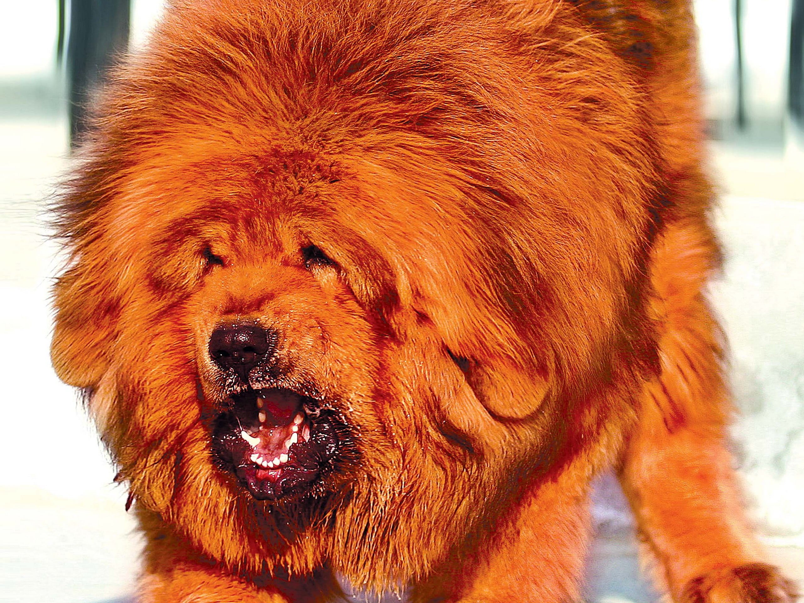 brown and black fur cat, dog, Tibetan Mastiff, animals