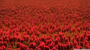 bed of red tulip flowers, flowers, tulips, red flowers