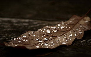 pair of silver-colored studded flats, leaves, water drops HD wallpaper