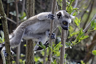 gray lemur on wood branch