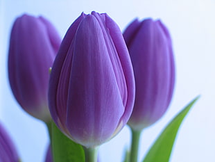 close-up photo of three purple Tulips