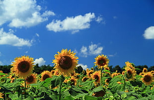 shallow focus photography of sunflower field during daytime