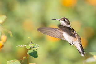 wildlife photography of bird flying to a green leaf plant, hummingbird, archilochus colubris