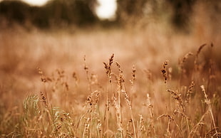 brown grass field HD wallpaper