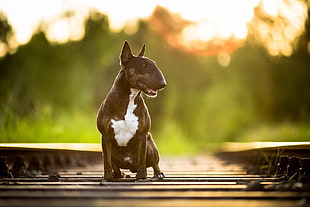 short-coated white and brown dog, dog, railway
