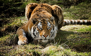 brown tiger, animals, tiger, closeup