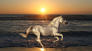 gray horse running on The seashore during sunset