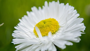 tilt shift lens photography of white daisies