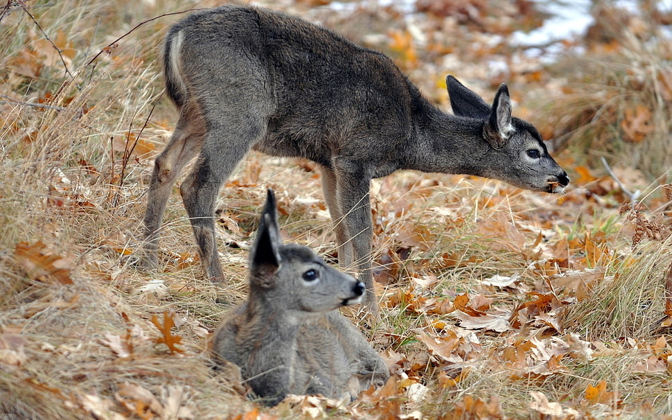 two grey kangaroos HD wallpaper