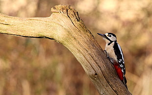 white, brown, and black bird, woodpeckers, birds, branch