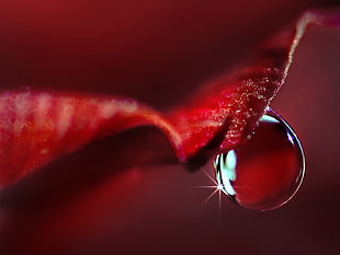 macro photography of red petal with water droplet