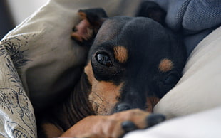 closeup photo of adult black and tan Miniature Pinscher HD wallpaper
