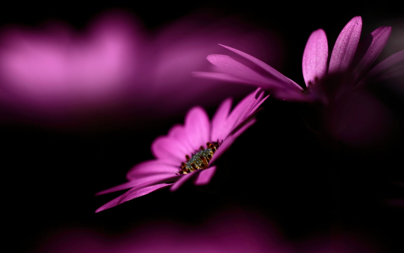 selective focus of pink Osteospermum flowers