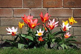 red and yellow petaled flowers next to brown bricks wall