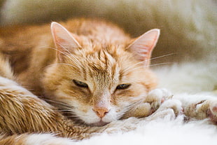orange short coat tabby cat lying on white surface