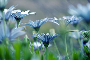 selective focus photo of blue Osteospermum flowers HD wallpaper