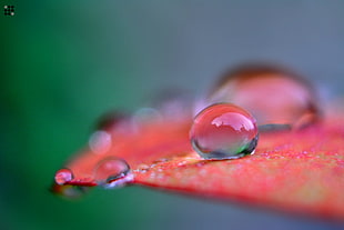 selected photo of drop water on red leaf