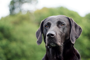 adult black Labrador Retriever close-up photo during daytime