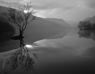 silhouette bare tree grayscale photography