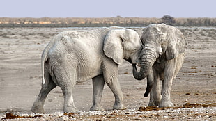 shallow focus photography of two elephants standing on gray field during daytime HD wallpaper