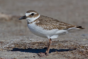 brown and white bird on brown ground, plover