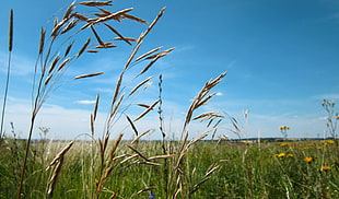 rice plant, Russia, summer, field, sky