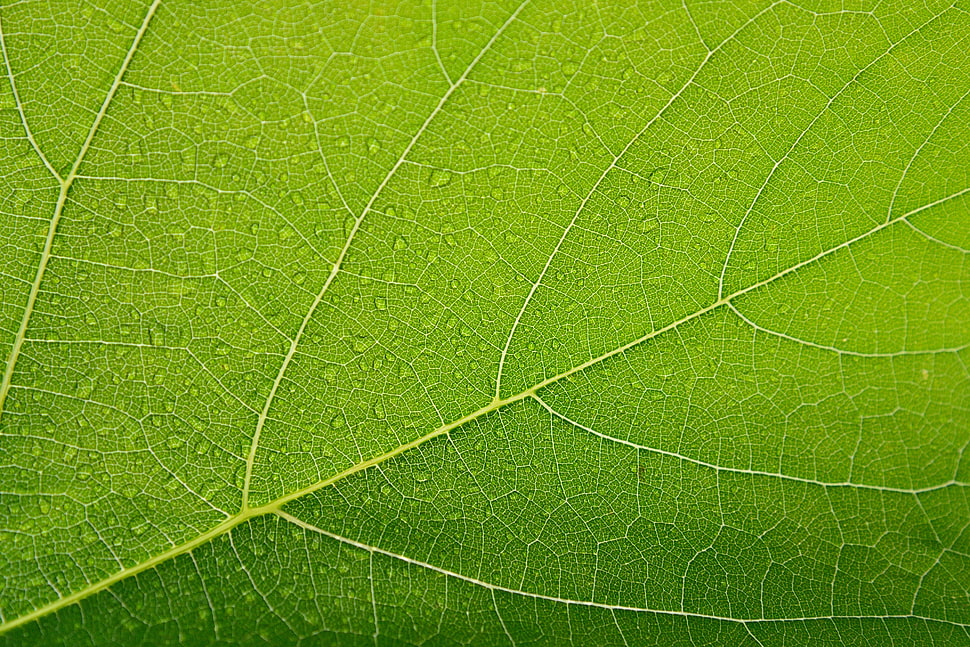 close-up photo of green leaf HD wallpaper