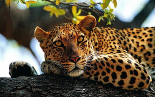 Cheetah lying on tree trunk, leopard, animals, jaguars, nature