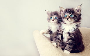 two short-haired gray kittens, cat, blue eyes, kittens, animals