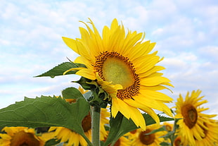 close view bed of Sunflowers under the blue sky