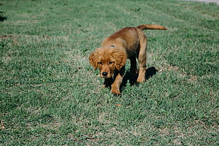 short-coat brown dog, Puppy, Dog, Grass