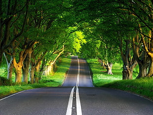 in-depth photography of road surrounded by trees