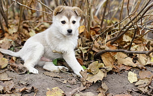 brown and white Siberian Husky mix puppy HD wallpaper