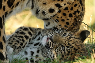close up photography of Tiger and cub at daytime HD wallpaper