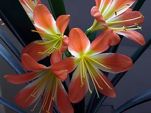 orange-and-yellow Lily flowers in bloom
