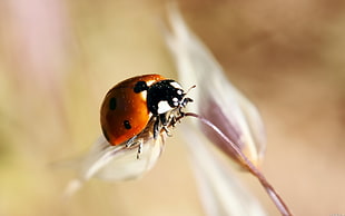 selective focus photography of lady bug