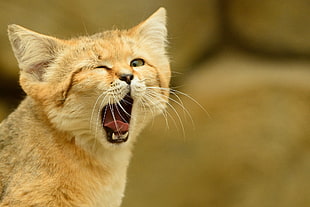 brown cat yawns closeup photography