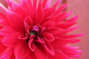 red Dahlia flower selective focus photography