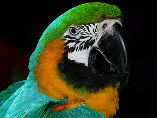 green and orange macaw