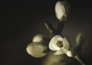 shallow focus photograph of white flower