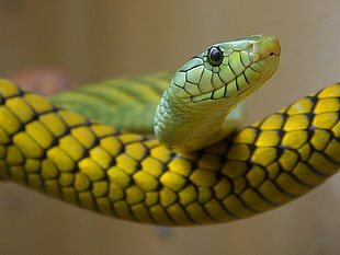 closeup photo of green and black snake