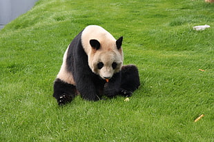 beige and black panda on green grass field